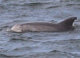 Common Bottlenose Dolphin